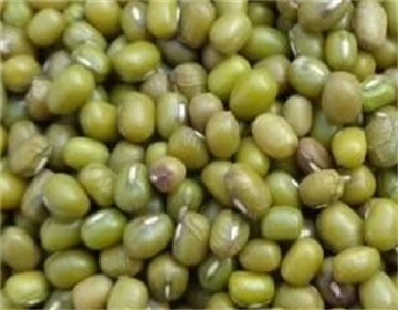מאפיינים של שעועית מונג